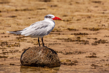 Wall Mural - Caspian tern (Hydroprogne caspia)