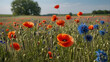 summer field with poppies and cornflowers