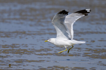 Wall Mural - A Mew gull on a beach on a sunny day