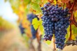 Ripe grape bunches signal autumn winemaking season. Generative AI