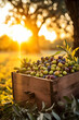 Olives harvested in a wooden box in a plantation with sunset. Natural organic fruit abundance. Agriculture, healthy and natural food concept. Vertical composition.