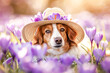 A Border Collie peeks through a veil of purple crocuses, a straw hat perched playfully on its head, blending the whimsy of pet fashion with the beauty of spring blooms