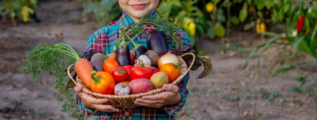 Poster - boy in the garden holding a bowl of freshly picked vegetables. selective focus