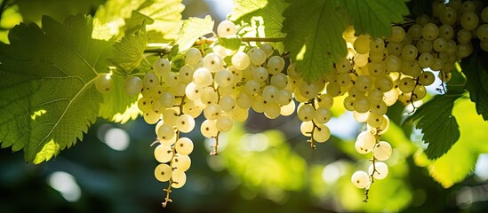 Canvas Print - Many white grapes on tree branch