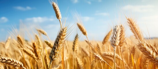 Wall Mural - Mature wheat ears growing in a field