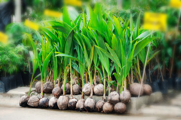 a bunch of coconut trees are lined up on a sidewalk