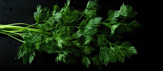 Wall Mural - A close up of green carrots on a dark surface