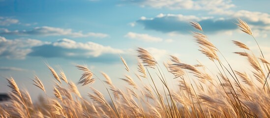 Wall Mural - Tall grass swaying under blue sky