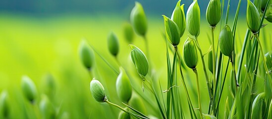 Wall Mural - Green plants growing in a farm field