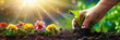 Planting flowers in sunny garden , front view, soil, sky (7)