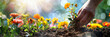 Planting flowers in sunny garden , front view, soil, sky (5)