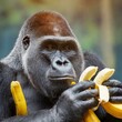 Gorilla mit bananen