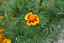 Flower Of Yellow And Red Single Flowered French Marigolds In July