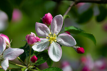 Aufkleber - Morning in the garden. Apple blossom. Apple tree blossoms are always a beautiful sight.
