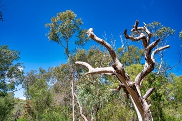 Wall Mural - Trees of Yanchep National Park, Western Australia