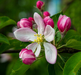 Aufkleber - Apple tree flower.
Apple tree blossoms are always a beautiful sight.
