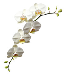 orchid flower isolated on transparent background