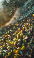 Wall Mural - Sunlit olives and leaves in a harvest net.