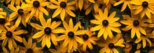 A Lot Of Yellow BlackEyed Susan Flowers With A Full Screen Background