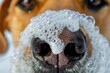 dogs muzzle closeup with nose covered in bubble foam