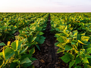 Wall Mural - Vibrant green bean crop stretching towards the horizon under a dusk sky