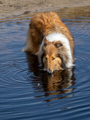 Canvas Print - Collie