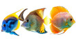 Animals popular fish pets aquarium salt water ocean sea fish banner panorama - Collection of different 3 fishes, isolated on white background PNG