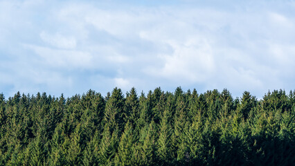 A coniferous forest and a cloudy sky