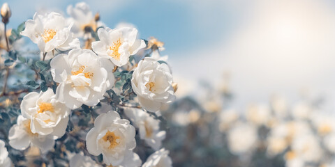 Wall Mural - white bush roses on a background of blue sky in the sunlight. beautiful spring or summer floral back