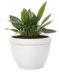 Fototapete - green plant in a white pot on transparent background - nature - forest - tropical jungle element - video compositing footage - png