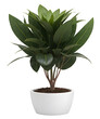 green plant in a pot white on transparent background - nature - forest - tropical jungle element - video compositing footage - png