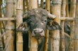 A photo of an Asian water buffalo in the market staring at the camera from inside wooden bamboo bars with grass during sunshine in the morning