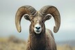closeup photo of an impressive bighorn sheep ram with large curved horns in a close up shot of its head and shoulders in the front view standing in a grassy field during sunshine in the morning 