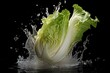 Napa cabbage , Throw it into the water and spread it out , vegetable , black background.