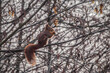 Wiewiórka na gałęzi | Squirrel on the branch