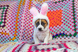 Jack Russell terrier puppy in the form of a Bonnie bunny on a multi-colored knitted blanket. Easter