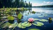 Beautiful lake scene with water lilies and sky from low angle