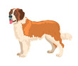 Serbernar dog. Vector illustration on white background