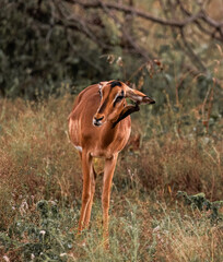 Impala 2