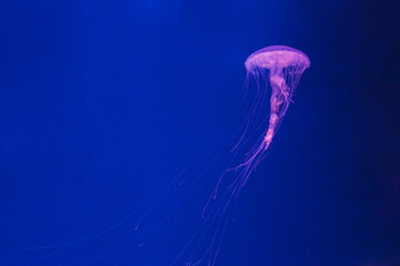 Wall Mural - underwater photos of jellyfish chrysaora quinquecirrha jellyfish the atlantic sea nettle