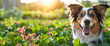 A happy tricolor dog with a beaming smile enjoys a sunlit field, surrounded by vibrant green leaves. Banner, copy space