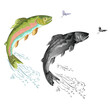 American trout (Oncorhynchus mykiss) jumps salmon-predatory fish natural and as wrought metal and mayfly vintage vector illustration editable hand draw