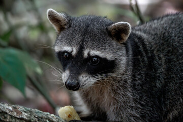 Wall Mural - raccoon very cute animal in Cahuita national park Costa Rica travel wildlife