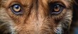 A closeup shot of a dogs eyes focused on the camera, showcasing its carnivorous nature and alert expression. The dogs fawncolored fur and whiskers frame its attentive gaze
