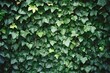 Green ivy leaves background,  Green ivy leaves wall texture