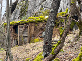 Fototapeta Natura - The shelter next to the large rock in the forest and its camouflaged state in the environment