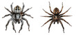 Spider topview isolated on transparent background