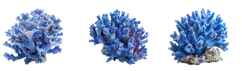 blue Coral isolated on transparent background