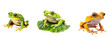 leaf frog isolated on transparent background
