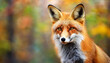 © hardvicore - Portrait of beautiful red fox. Wild forest animal. Nature autumn scenery.